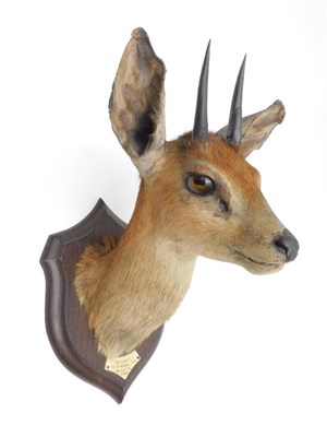 Lot 408 - Taxidermy: Cape Grysbok (Raphicerus melanotis), circa 1901, by Rowland Ward, The Jungle, 167...