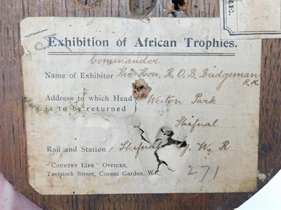 Lot 408 - Taxidermy: Cape Grysbok (Raphicerus melanotis), circa 1901, by Rowland Ward, The Jungle, 167...