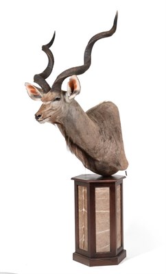 Lot 411 - Taxidermy: Cape Greater Kudu on Stand (Strepsiceros strepsiceros), circa 2014, East London,...