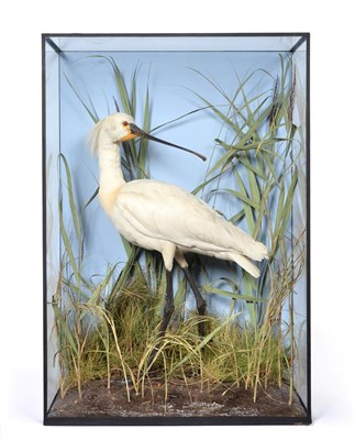 Lot 412 - Taxidermy: A Large Cased Eurasian Spoonbill (Platalea leucorodia), a superb example of a full mount