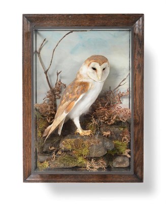 Lot 413 - Taxidermy: A Wall Cased Barn Owl (Tito alba), circa early 20th century, in the Style of Henry...