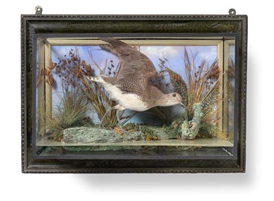 Lot 414 - Taxidermy: A Wall Cased Green Sandpiper (Tringa ochropus), by H.H. Bryant, Naturalist,...