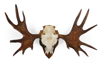 Lot 415 - Antlers/Horns: European Moose Antlers (Alces alces), circa late 20th century, antlers on cut...