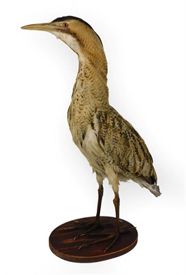 Lot 416 - Taxidermy: Eurasian Bittern (Botaurus stellaris), circa late 20th century, full mount adult in...