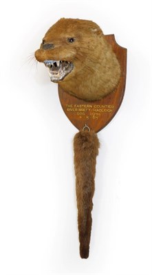 Lot 417 - Taxidermy: A Eurasian Otter Mask & Tail Rudder (Lutra lutra), circa 04/05/1963, by Edward...