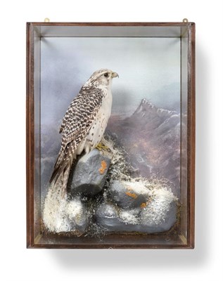 Lot 418 - Taxidermy: A Wall Cased Gyr Falcon (Falco rusticolus), circa 2013, by A.J. Armitstead,...