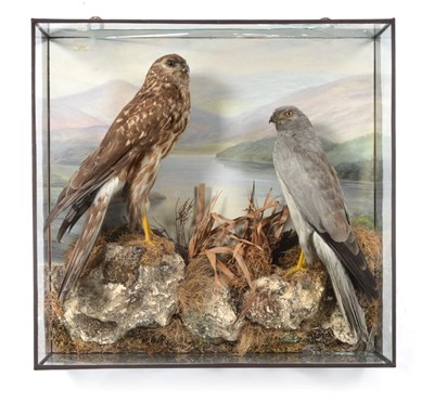 Lot 419 - Taxidermy: A Wall Cased Pair of Hen Harriers (Circus cyaneus), circa April 1953, by Thomas Salkeld