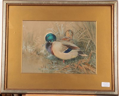 Lot 1002 - William Woodhouse (1857-1939) A pair of Eider Ducks, signed, watercolour; together with a...