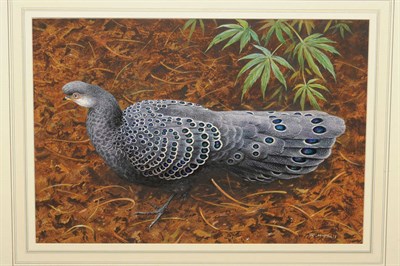 Lot 652 - Rodger McPhail (b.1953) Peacock pheasant walking amongst vegetation  Signed, watercolour and...