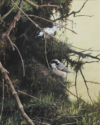 Lot 654 - Alan M. Hunt (b.1947) Two Coal Tits on the branches of a fir tree Signed and dated 1980,...