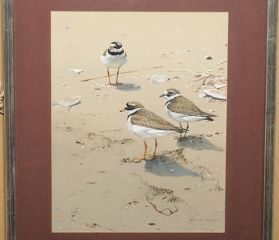 Lot 657 - Alan M. Hunt (b.1947) Ringed plovers on a beach beside seashells Signed, gouache heightened...