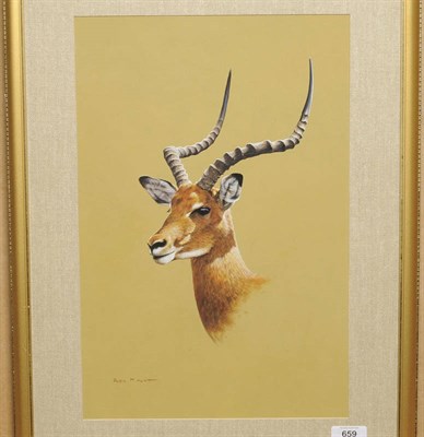 Lot 659 - Alan M. Hunt (b.1947) Study of an Impala Signed, watercolour and gouache heightened with white...