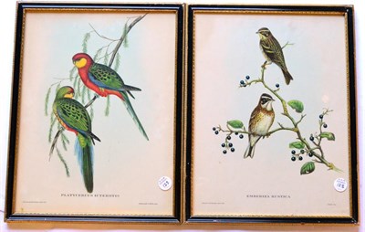 Lot 172 - Hullmandel after J Gould and H C Richter (20th century)  Emberiza Rustica  Lithograph together with