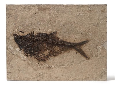 Lot 274 - A Fossil Specimen of a Fish, on a rectangular panel, 46cm by 56cm