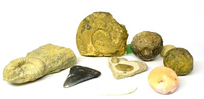 Lot 275 - A Fossil Specimen, with a Trilobite, 16cm; Two Similar, with ammonites; and Other Fossils (9)