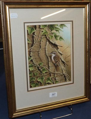 Lot 367 - Ralph Waterhouse (b.1943 -) Tree Creeper amongst vines, signed watercolour, 27cm by 20.5cm