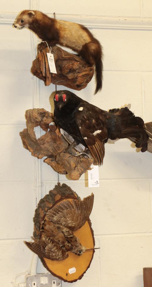 Lot 1002 - Taxidermy: Countryside Birds and Animal, a full mount adult Black Grouse cock bird, mounted...