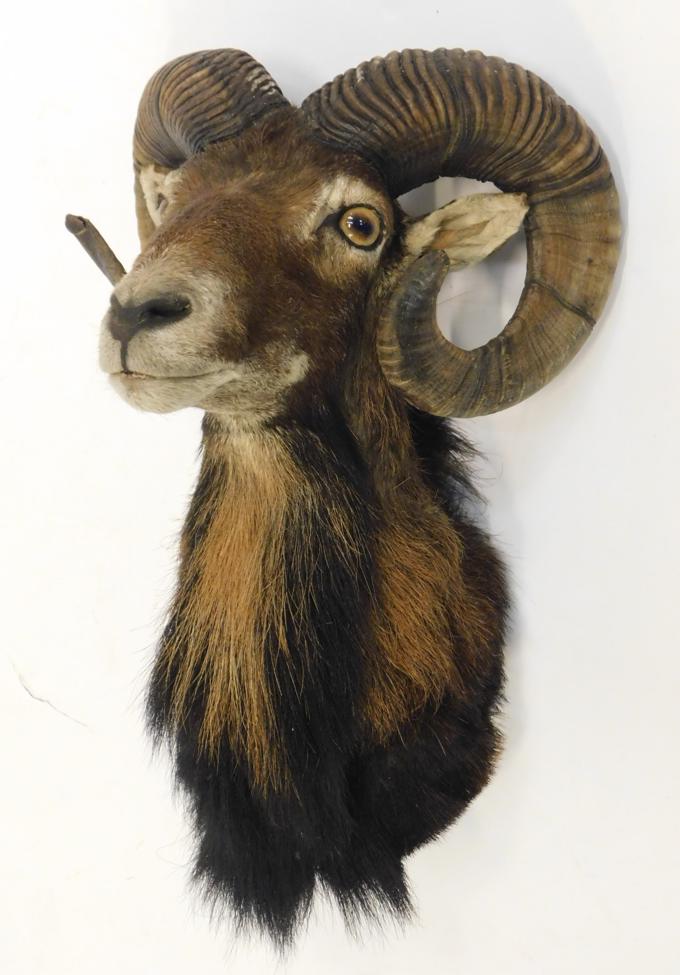 Lot 1004 - Taxidermy: European Mouflon (Ovis aries musimon), circa late 20th century, small adult shoulder...