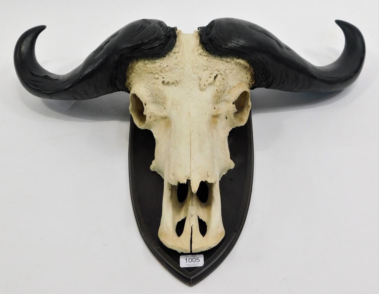 Lot 1005 - Antlers/Horns: Cape Buffalo (Syncerus caffer), circa late 20th century, adult horns on cut...