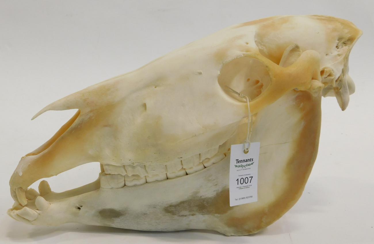 Lot 1007 - Skulls/Anatomy: Burchell's Zebra Skull (Equus quagga), modern, complete bleached skull, 50cm by...