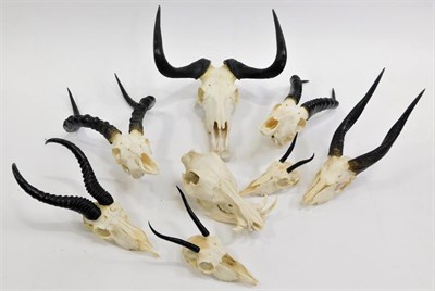 Lot 1008 - Antlers/Horns: A Selection of African Hunting Trophy Skulls, a varied selection of African...