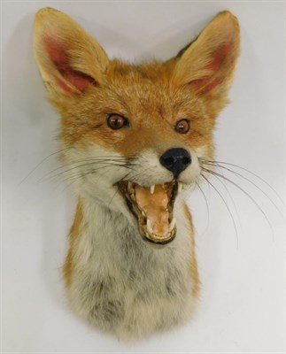 Lot 1009 - Taxidermy: Red Fox Mask (Vulpes vulpes), circa late 20th century, adult shoulder mount with...