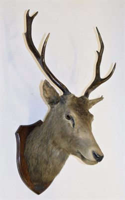 Lot 1010 - Taxidermy: European Red Deer (Cervus elaphus) circa 1931, neck mount looking straight ahead, 7...