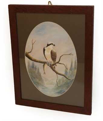 Lot 1012 - Pictures: Watercolour Painting of an Osprey, by A.J. Armitstead, Darlington, Co Durham, modern,...