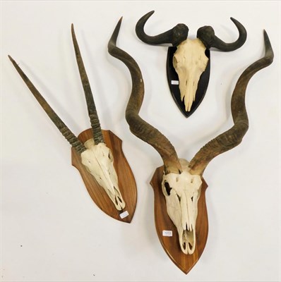 Lot 1013 - Antlers/Horns: African Hunting Trophies circa 2005, a collection of hunting trophies to include...