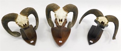 Lot 1016 - Antlers/Horns: European Mouflon (Ovis aries musimon), circa 1970, three sets of adults horns,...