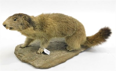 Lot 1017 - Taxidermy: Alpine Marmot (Marmota marmota), circa late 20th century, full mount adult with head...