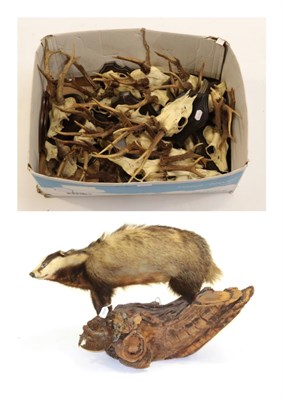 Lot 1018 - Taxidermy: European Badger (meles meles) full mount standing upon a log with a woodcock prey,...