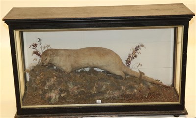 Lot 1019 - Taxidermy: A Large Late Victorian Cased Eurasian Otter, circa 1880-1900, a full mount adult...