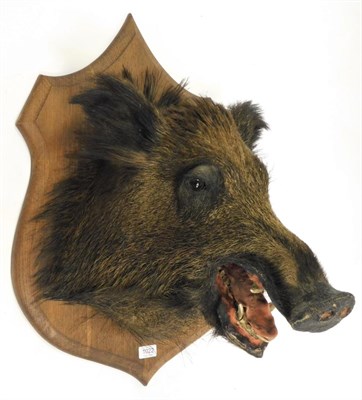 Lot 1022 - Taxidermy: European Wild Boar (Sus scrofa), circa 1976, by Christian Duport, Taxidermy, France,...