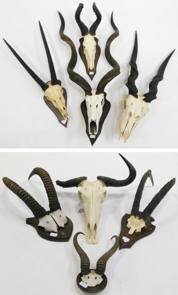 Lot 1023 - Antlers/Horns: African Hunting Trophy Horns, circa 1980's, a selection of various trophy horns...