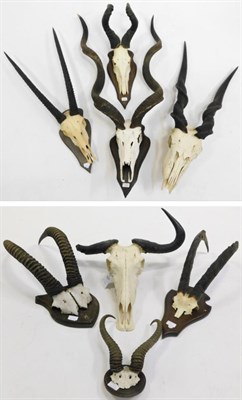 Lot 1023 - Antlers/Horns: African Hunting Trophy Horns, circa 1980's, a selection of various trophy horns...