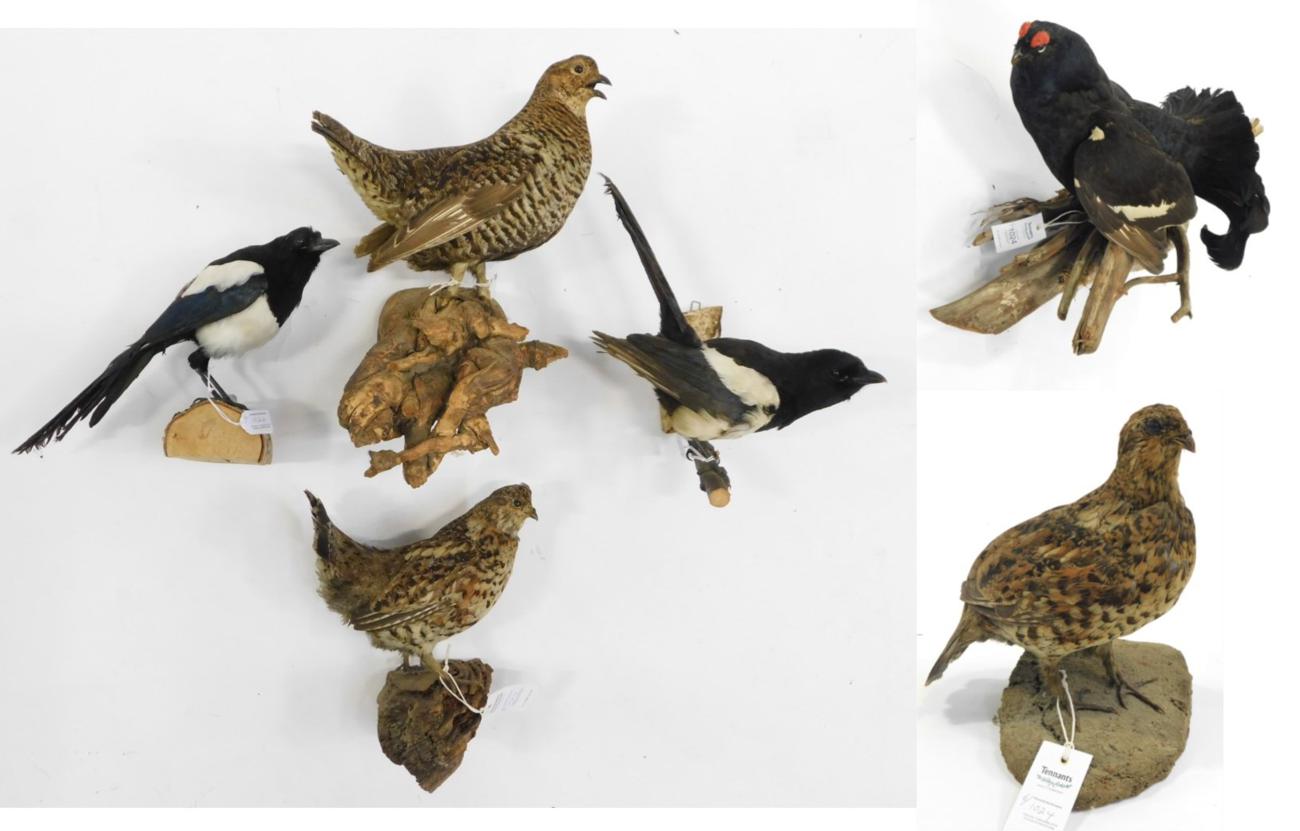Lot 1024 - Taxidermy: European Game Birds, circa late 20th century, a selection of various mounted birds...
