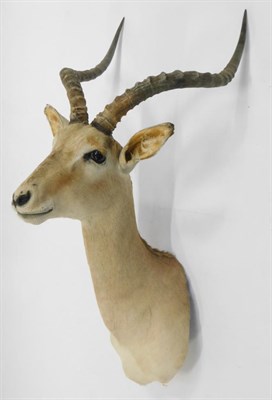 Lot 1026 - Taxidermy: Common Impala (Aepyceros melampus), circa late 20th century, shoulder mount with...