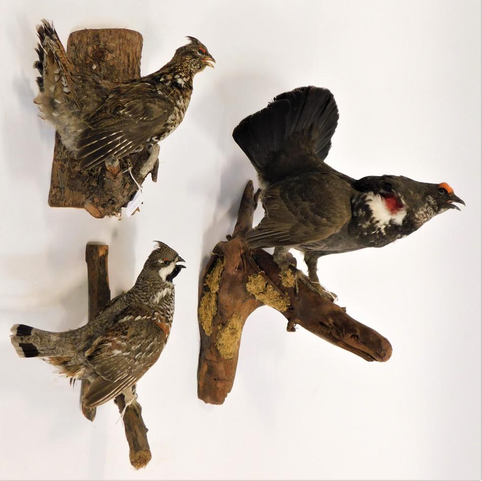 Lot 1028 - Taxidermy: Game Birds circa late 20th century, to include - a full mount Dusky Grouse cock bird...