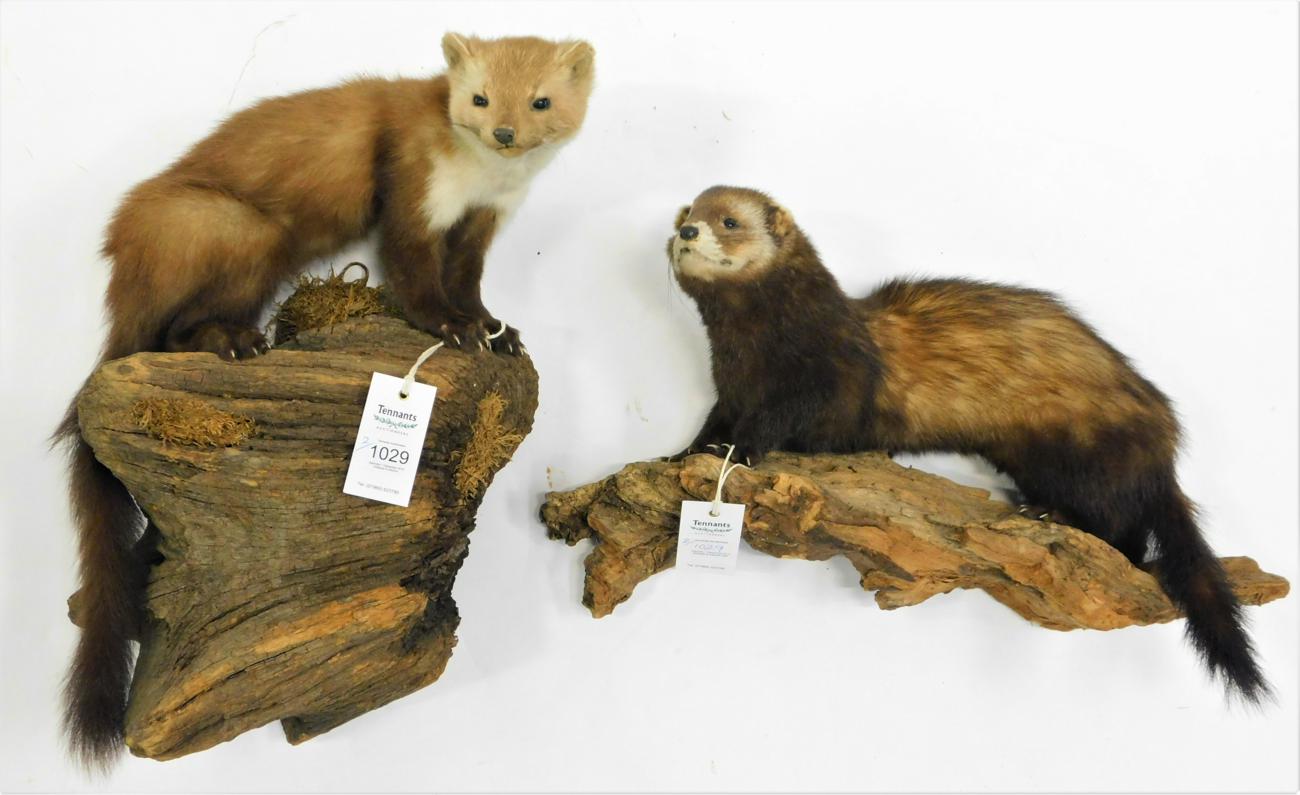 Lot 1029 - Taxidermy: Countryside Animals, circa late 20th century, to include a full mount Polecat...