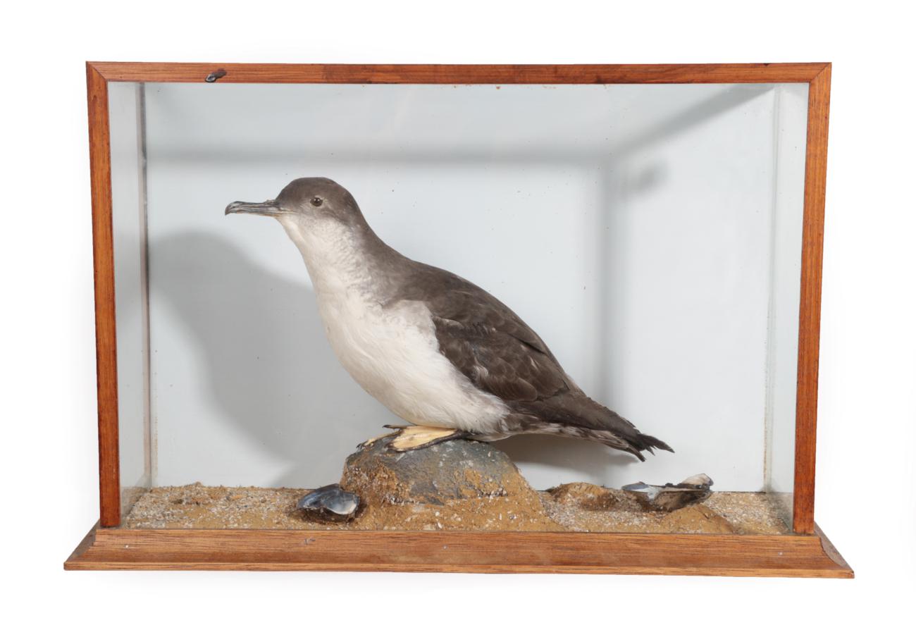 Lot 1031 - Taxidermy: Manx Shearwater (Puffinus puffinus), circa late 20th century, full mount perched...