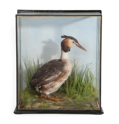Lot 1032 - Taxidermy: A Cased Great Crested Grebe (Podiceps cristatus), by J.E. Shelbourne, 21 Amy Street,...