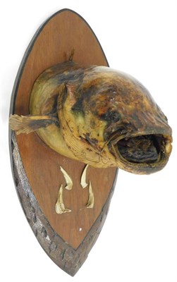 Lot 1033 - Taxidermy: A Preserved and Mounted Cat Fish Head, head mount on shield with mouth agape, 30cm...