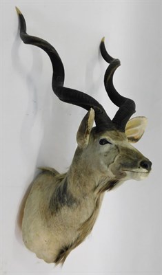 Lot 1035 - Taxidermy: Cape Greater Kudu (Strepsiceros strepsiceros), circa late 20th century, shoulder...