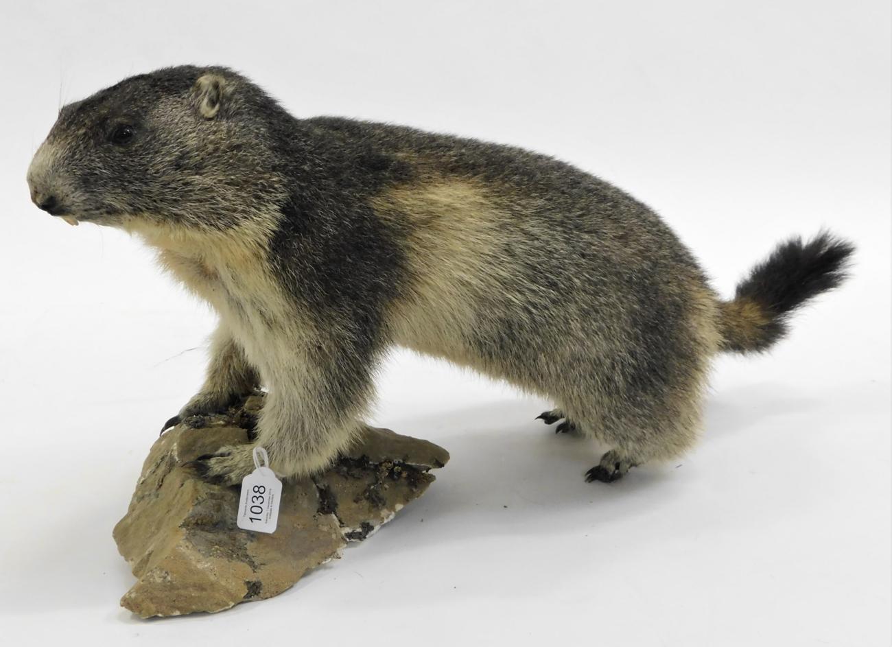 Lot 1038 - Taxidermy: Alpine Marmot (Marmota marmota), circa late 20th century, full mount adult with head...