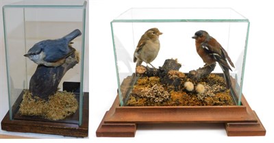Lot 1040 - Taxidermy: A Nuthatch and a pair of Chaffinches, circa late 20th century, by Briden Taxidermy,...