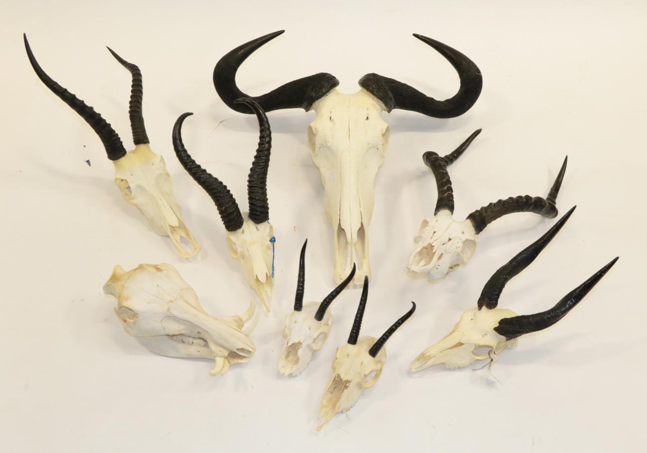 Lot 1041 - Antlers/Horns: A Selection of African Hunting Trophy Skulls, a varied selection of African...