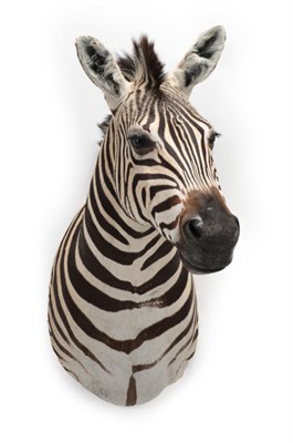 Lot 1042 - Taxidermy: Burchell's Zebra (Equus quagga), modern, a superb quality shoulder mount with head...