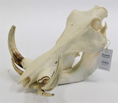 Lot 1043 - Skulls/Anatomy: African Common Warthog Skull, circa late 20th century, complete prepared...