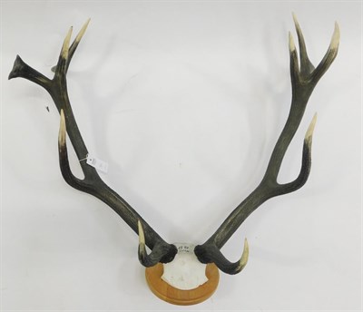 Lot 1044 - Antlers/Horns: European Red Deer Antlers (Cervus elaphus), circa 1987, a set of adult antlers...